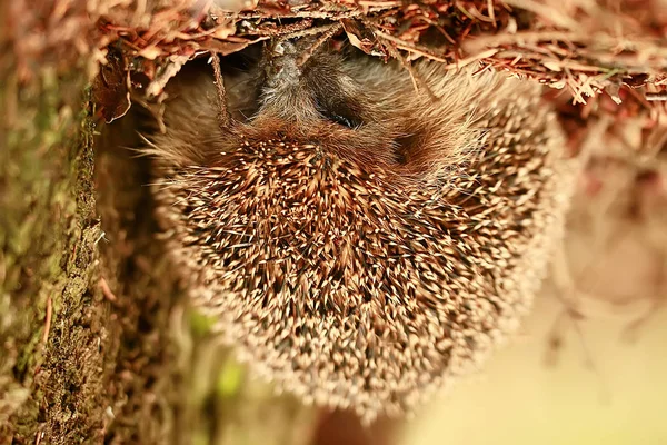 Egel Herfst Bos Wild Dier Herfst Bos Natuur Schattige Kleine — Stockfoto