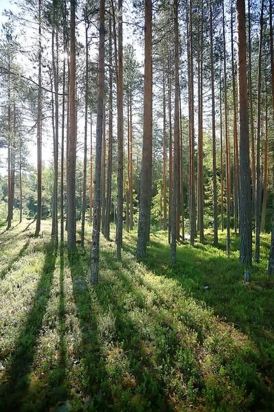 Весняний Лісовий Пейзаж Сезонні Зелені Фонові Дерева Лісі Свіжий Весняний — стокове фото