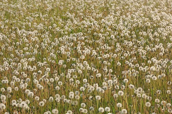 white dandelion field / fluff flies, dandelion seeds, summer, wild flowers in the field, landscape seasonal nature