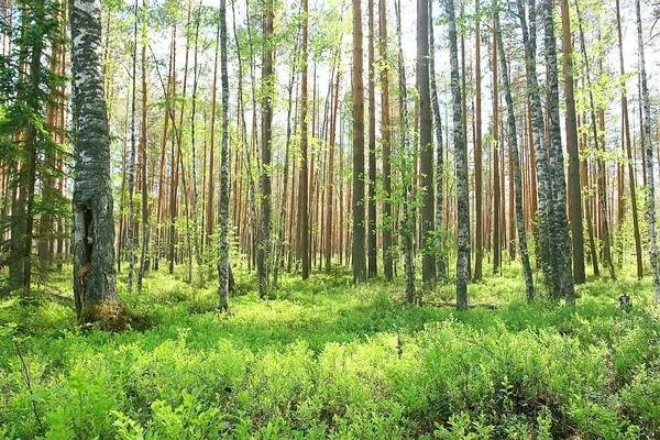 Landschap Het Zomerbos Groene Bomen Zomer Uitzicht Wandelen Het Bos — Stockfoto