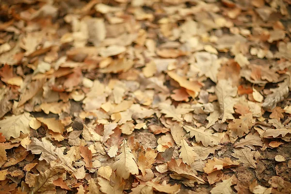 Fallen Yellow Leaves Background Abstract Seasonal Plain Yellow Leaves Background — Stock Photo, Image