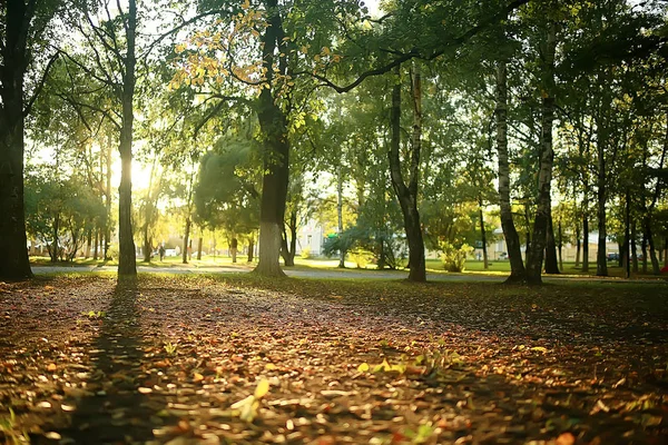 Красивый Осенний Парк Пейзаж Лес Деревья Желтой Листве Осенний Пейзаж — стоковое фото