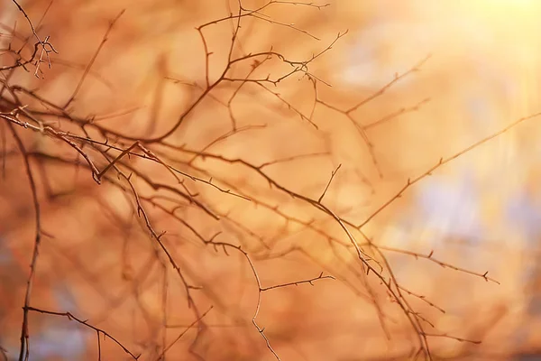 Feuilles Jaunes Bokeh Fond Saisonnier Belles Feuilles Automne Branches Jaunes — Photo