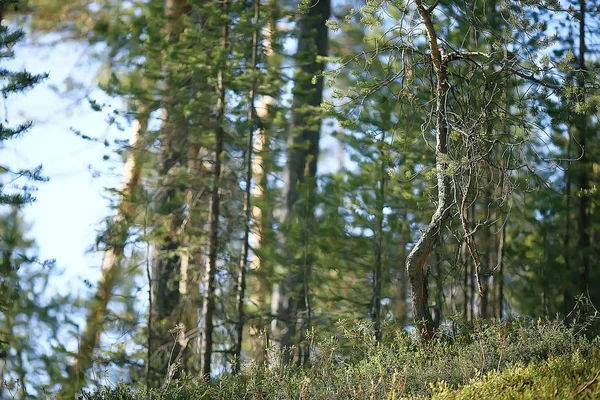 Летний Парк Пейзаж Сезонный Вид Зеленые Деревья Летом Концепция Прогулки — стоковое фото