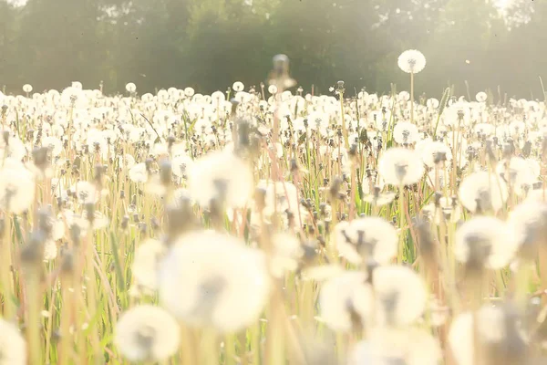 Witte Paardebloem Veld Pluis Vliegen Paardebloem Zaden Zomer Wilde Bloemen — Stockfoto