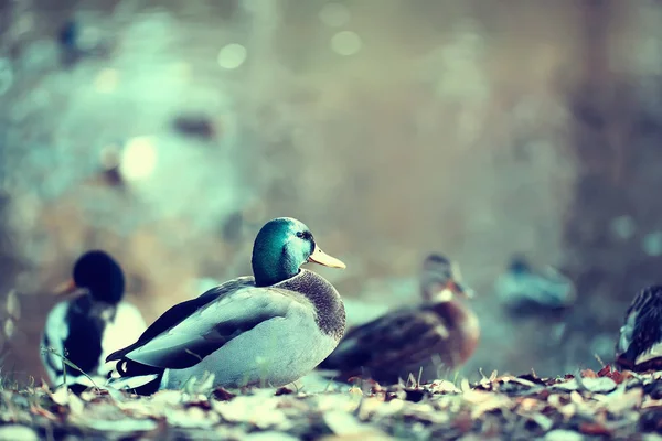 Ördek Sonbahar Parkı Gölet Parkta Gölet Tarafından Kuş Yabanören Göçmen — Stok fotoğraf
