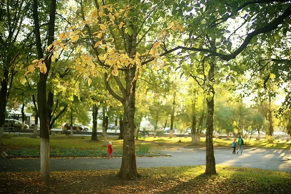 Piękny Park Jesienny Krajobraz Las Drzewa Żółte Liście Krajobraz Jesienny — Zdjęcie stockowe