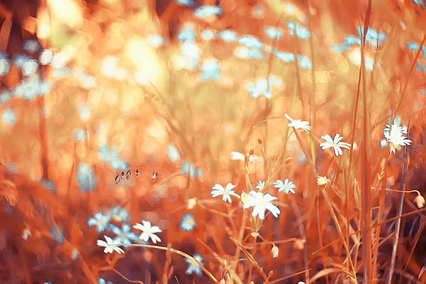 野生の野生の花畑 自然景観 抽象的な背景ビュー夏の花詳細花 — ストック写真