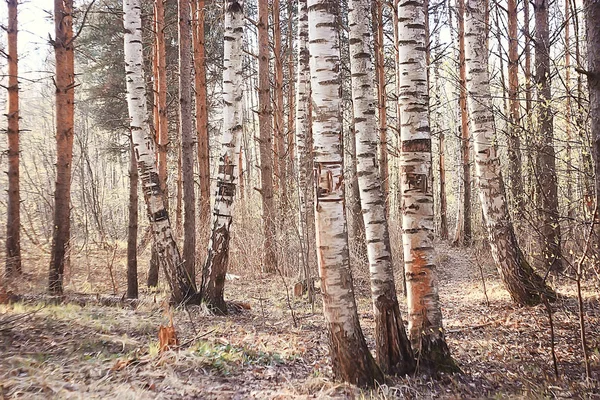 Sonbahar Parkı Manzara Konsept Doğa Mevsimlik Peyzaj Sezon Sonbahar Orman — Stok fotoğraf