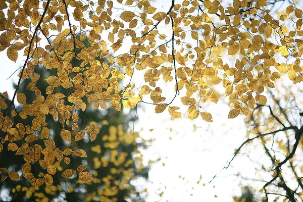 Rami Foglie Giallo Sfondo Astratto Stagionale Sfondo Caduta Foglie Bella — Foto Stock