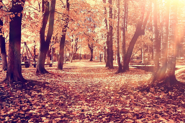 Beautiful autumn park landscape / forest, trees in yellow foliage, autumn landscape, leaf fall