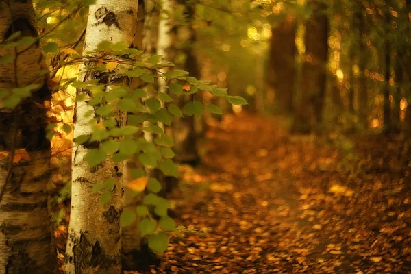 Grüne Zweige Blätter Hintergrund Abstrakte Ansicht Saisonale Sommer Wald Laub — Stockfoto