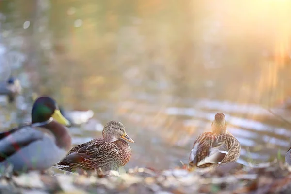 Pato Otoño Parque Estanque Ave Por Estanque Parque Ánade Real — Foto de Stock