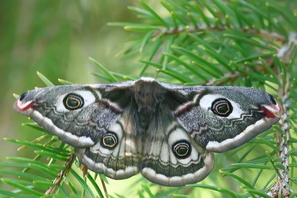 Farfalla Occhio Pavone Notturno Insetto Bella Farfalla Occhio Pavone Natura — Foto Stock