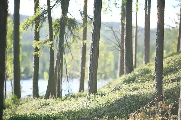 Летний Парк Пейзаж Сезонный Вид Зеленые Деревья Летом Концепция Прогулки — стоковое фото