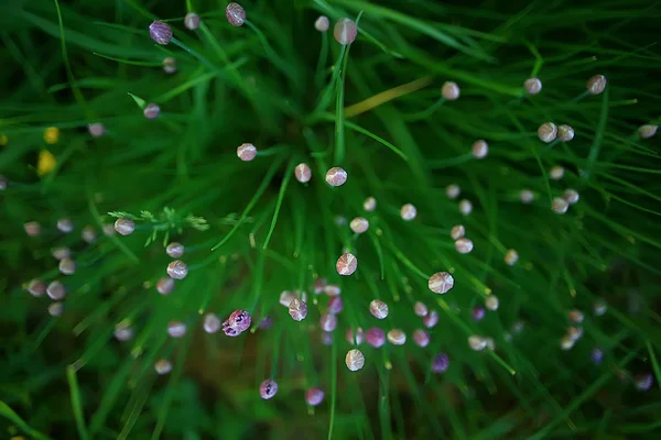 野花场 自然景观 抽象背景景夏花细节花 — 图库照片