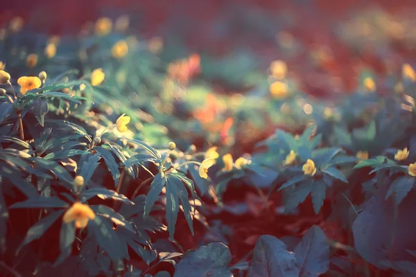 Boterbloemen Bloemen Achtergrond Abstract Achtergrond Seizoensgebonden Lente Zomer Natuur Bloem — Stockfoto