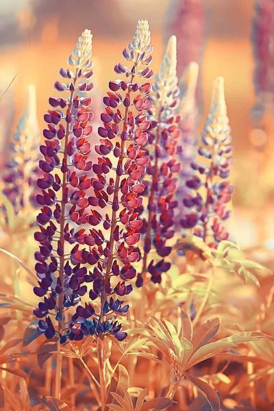 Lupinen Feld Sommerblumen Lila Wildblumen Natur Landschaft Auf Dem Feld — Stockfoto