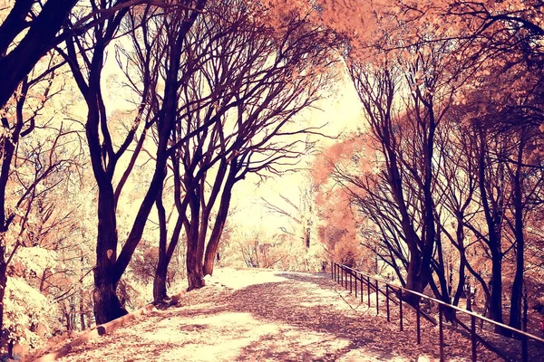 ぼやけた秋の背景公園 黄色の壁紙 秋の森 季節の風景の概念 木の枝 — ストック写真
