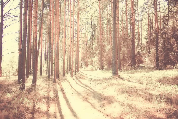 Táj Őszi Parkban Fogalom Természet Szezonális Táj Szezon Ősz Erdő — Stock Fotó