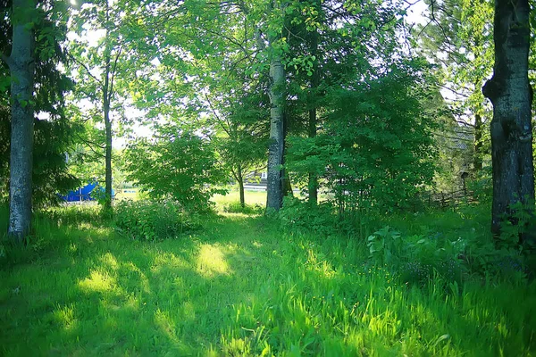 Ramas Verdes Hojas Fondo Resumen Vista Bosque Verano Estacional Follaje — Foto de Stock