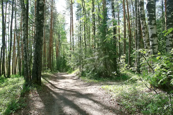 Sommer Waldlandschaft Selektiver Fokus — Stockfoto
