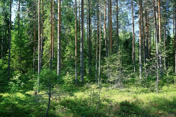 Paesaggio Nella Foresta Estiva Alberi Verdi Vista Estiva Escursioni Nella — Foto Stock