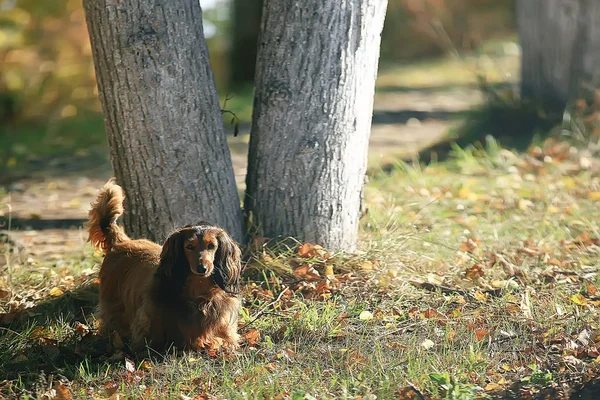 Triste Cachorro Rafeiros Pequeno Cão Retrato Olhando Para Câmera — Fotografia de Stock