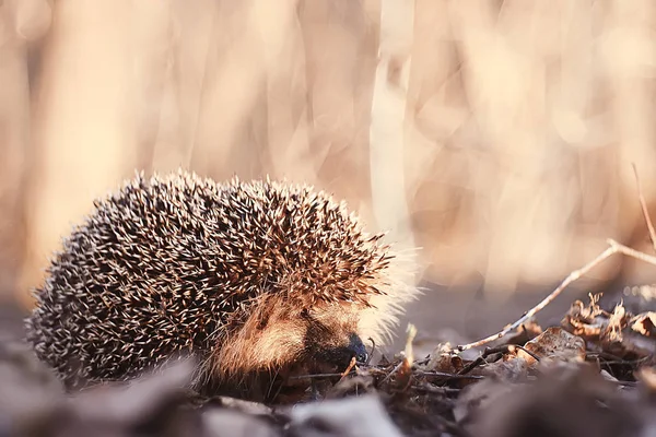 Igel Herbstwald Wildtier Herbstwald Natur Niedlicher Kleiner Stacheliger Igel — Stockfoto