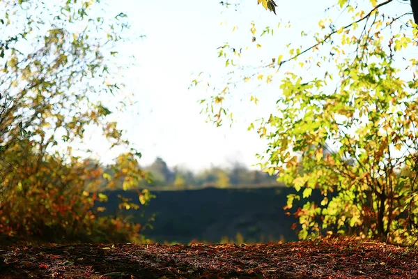 秋の木々の枝を見上げる 抽象的な背景 秋の風景 空の木々の黄色い葉 — ストック写真