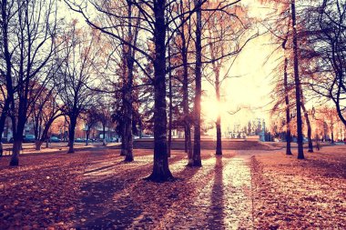 bulanık sonbahar arka plan parkı / sarı duvar kağıdı, sonbahar ormanı, mevsimlik peyzaj kavramı, ağaçlar dalları, yapraklar