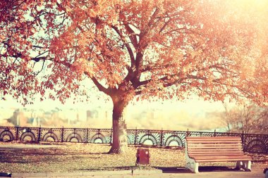 sarı bir parkta sonbahar parkı güneş manzara / mevsimlik sonbahar manzara, Ekim ayında gün batımında güneş ışınları