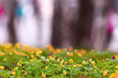 buttercups çiçek arka plan / soyut arka plan mevsimsel, ilkbahar, yaz, doğa çiçek, sarı yabani çiçekler