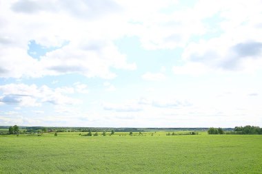 yeşil çim arka plan / soyut arka plan, doğa, taze yeşil bitki örtüsü, alan