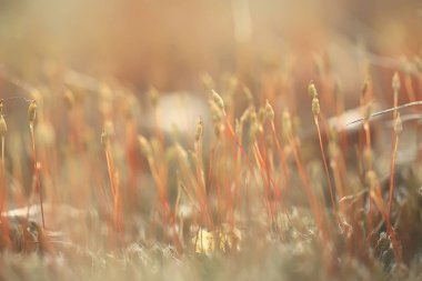 makro yosun manzara / yeşil soyut doğal görünüm, yaz ormanı, yosun makro