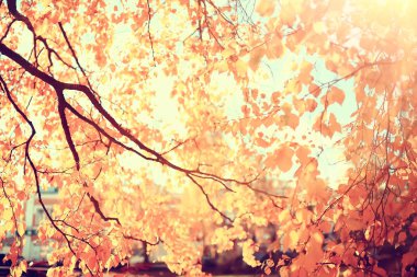 bulanık sonbahar arka plan parkı / sarı duvar kağıdı, sonbahar ormanı, mevsimlik peyzaj kavramı, ağaçlar dalları, yapraklar