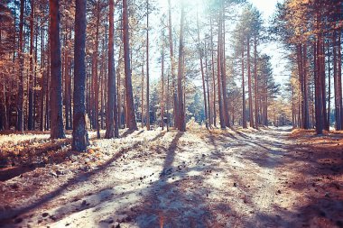 sonbahar parkı manzara / konsept doğa mevsimlik peyzaj sezon, sonbahar, orman, ağaçlar Hint yaz