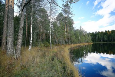 parkta sonbahar manzara / mevsimlik sarı manzara düşmüş yaprakları ile güneşli park