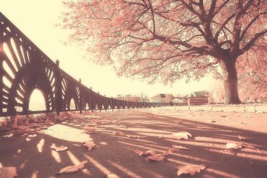 sonbahar parkı manzara / konsept doğa mevsimlik peyzaj sezon, sonbahar, orman, ağaçlar Hint yaz