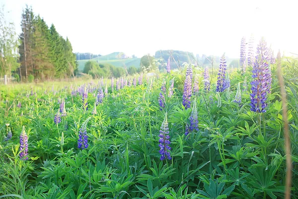 Lupins Dans Champ Fleurs Été Pourpre Fleurs Sauvages Nature Paysage — Photo