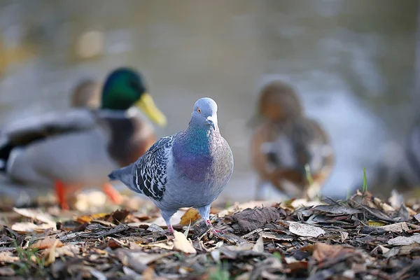 Ente Herbst Park Teich Vogel Teich Park Stockente Zugvogel — Stockfoto