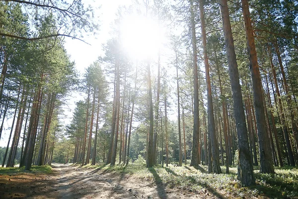 Paisagem Floresta Verão Árvores Verdes Vista Verão Caminhadas Floresta Dia — Fotografia de Stock