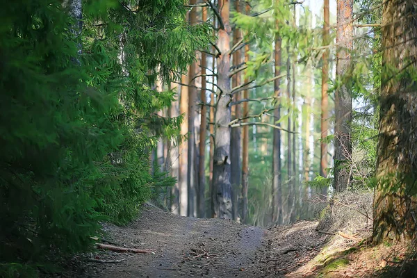 Paisagem Parque Verão Vista Sazonal Árvores Verdes Verão Conceito Natureza — Fotografia de Stock