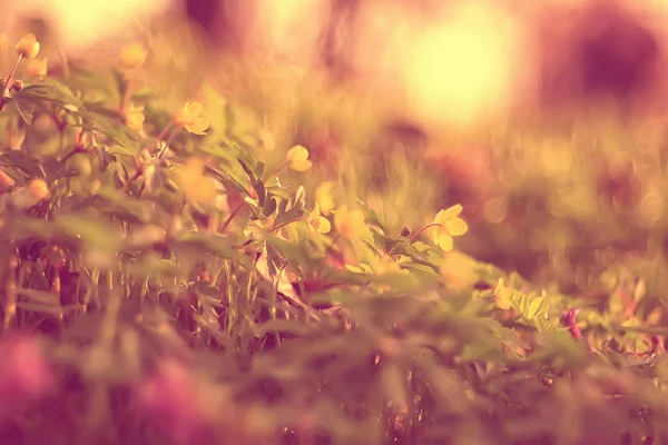 Herbe Jaune Feuilles Vue Dessus Champ Sauvage Indien Été Paysage — Photo