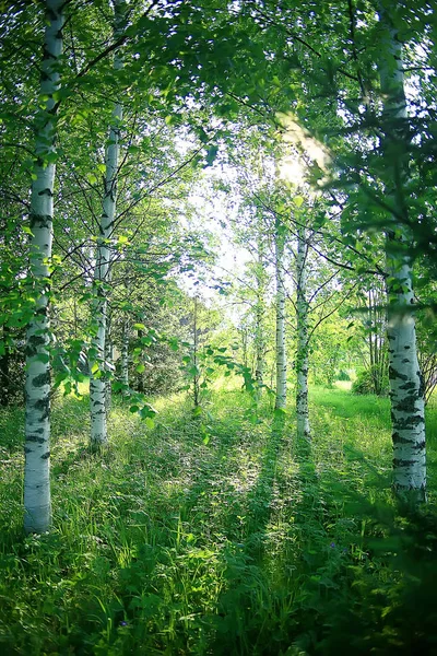 Paisagem Parque Verão Vista Sazonal Árvores Verdes Verão Conceito Natureza — Fotografia de Stock