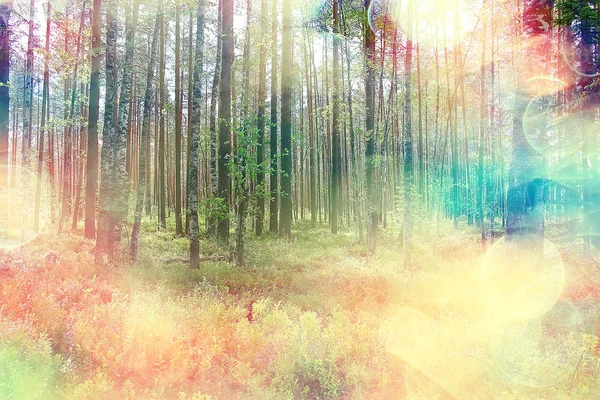 Пейзаж Осінній Парк Концепція Природи Сезонний Ландшафтний Сезон Осінь Ліс — стокове фото