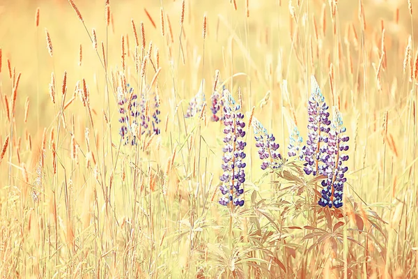 Волчанка Поле Летние Цветы Фиолетовые Дикие Цветы Природа Ландшафт Поле — стоковое фото