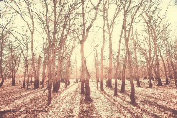 Herfst Landschap Het Park Seizoensgebonden Geel Landschap Zonnig Park Met — Stockfoto