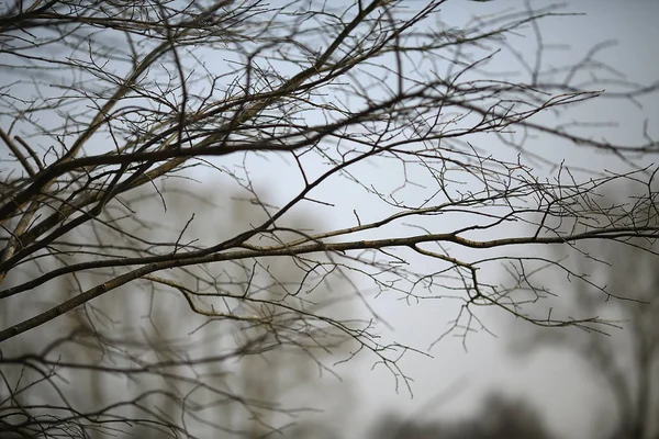 Branches Automne Sans Feuilles Fond Abstrait Nature Saisonnière Fond Branches — Photo