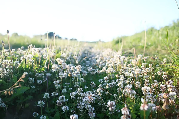 Vadon Élő Vadvirágok Mező Természet Táj Absztrakt Háttérnézet Nyári Virágok — Stock Fotó